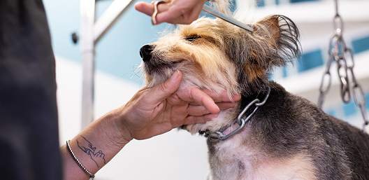 subvertical-Trainers & groomers-image